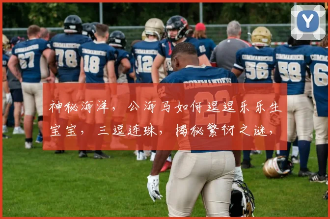 神秘海洋，公海马如何逗逗乐乐生宝宝，三逗连珠，揭秘繁衍之谜，引你一探究竟